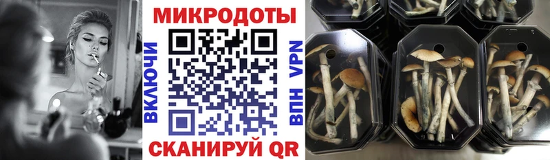 Купить закладки  Ишим  Галлюциногенные грибы Psilocybe 